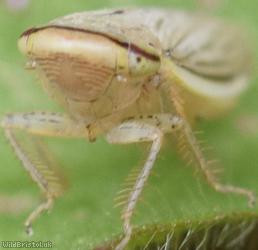 Silver Leafhopper