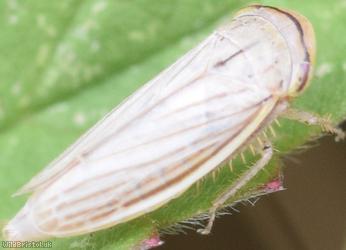 Silver Leafhopper
