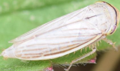 Silver Leafhopper