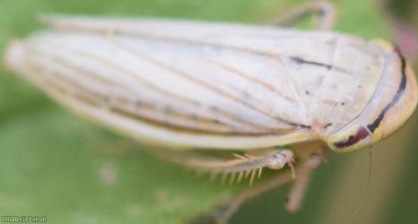 Silver Leafhopper