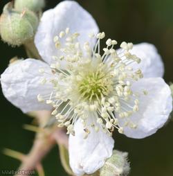 Spaniorum Hill Tuberculed Bramble