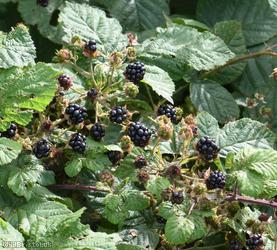 Spaniorum Hill Tuberculed Bramble
