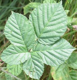 Spaniorum Hill Tuberculed Bramble