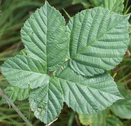 Spaniorum Hill Tuberculed Bramble