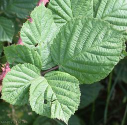 Spaniorum Hill Tuberculed Bramble