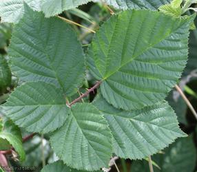 image for Spaniorum Hill Tuberculed Bramble