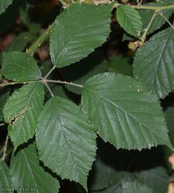 image for Spaniorum Hill Vestiti