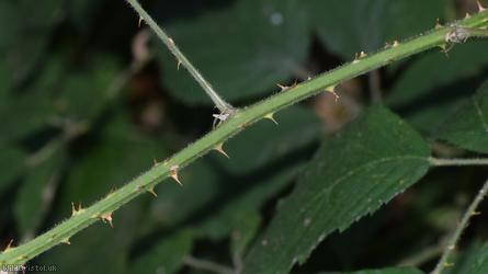 Spaniorum Hill Vestiti