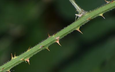 Spaniorum Hill Vestiti