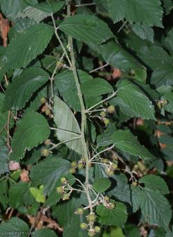 Spaniorum Hill Vestiti