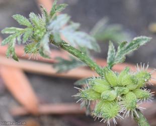 Knotted Hedge-parsley