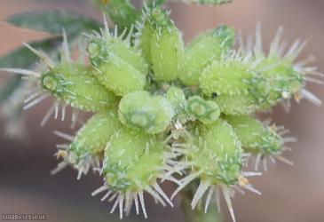 Knotted Hedge-parsley