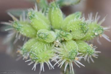 Knotted Hedge-parsley