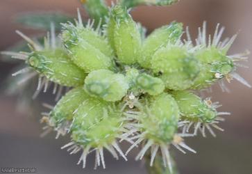 Knotted Hedge-parsley