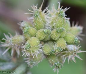 Knotted Hedge-parsley