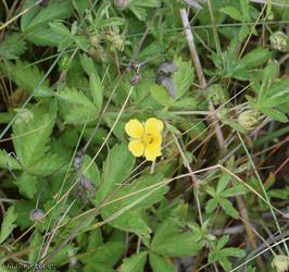 Hybrid Cinquefoil
