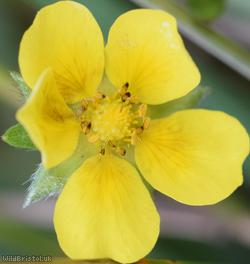 Hybrid Cinquefoil