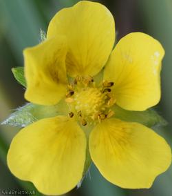 Hybrid Cinquefoil