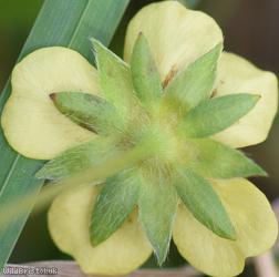 Hybrid Cinquefoil