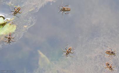 Water Cricket