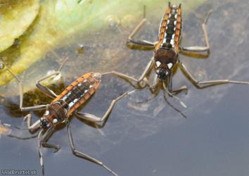 Water Cricket