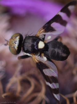 image for Four-barred Knapweed Gall Fly