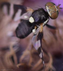 Four-barred Knapweed Gall Fly