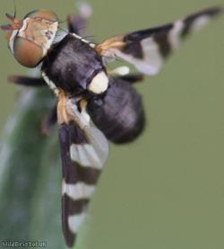 Four-barred Knapweed Gall Fly