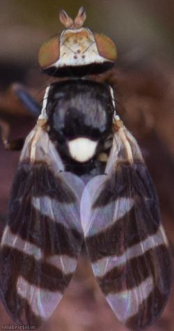 Four-barred Knapweed Gall Fly