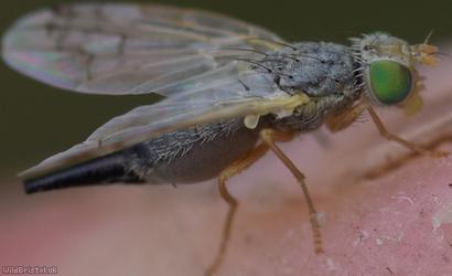 image for Smudge-winged Knapweed Picturewing