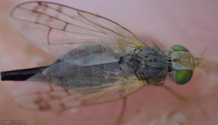 Smudge-winged Knapweed Picturewing
