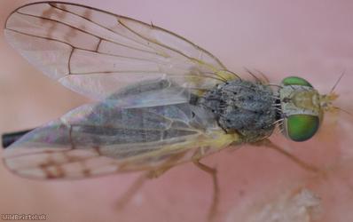 Smudge-winged Knapweed Picturewing