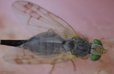 Smudge-winged Knapweed Picturewing