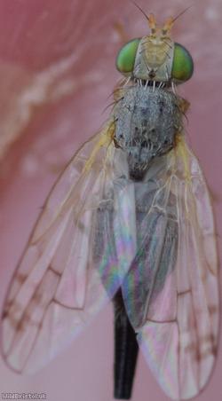 Smudge-winged Knapweed Picturewing