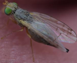 Smudge-winged Knapweed Picturewing