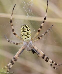 Wasp Spider