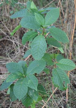 Bird Cherry