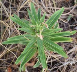 image for Evening-primrose Unidentified