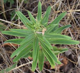 Evening-primrose Unidentified