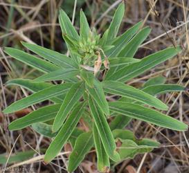 Evening-primrose Unidentified