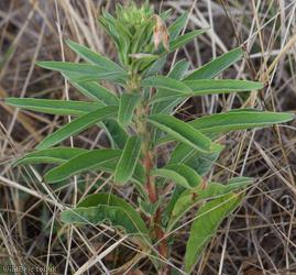 Evening-primrose Unidentified