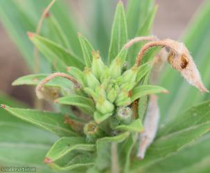 Evening-primrose Unidentified