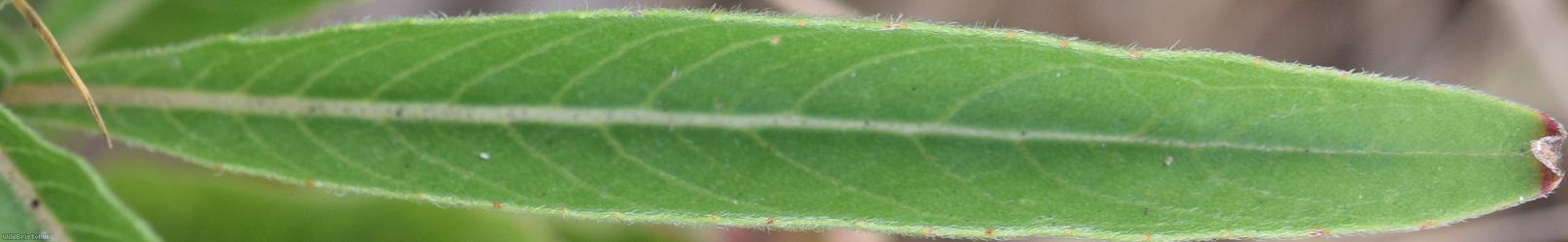 Evening-primrose Unidentified