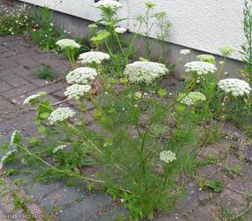 image for Toothpick-plant