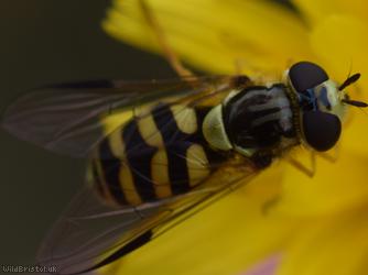Stripe-backed Fleckwing