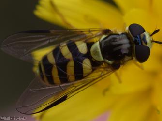 Stripe-backed Fleckwing