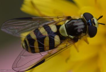 Stripe-backed Fleckwing