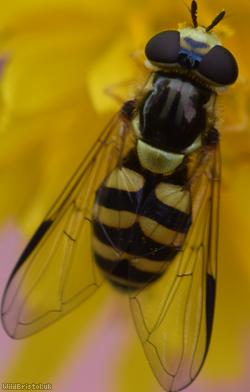 Stripe-backed Fleckwing