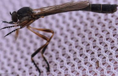 Striped Slender Robberfly
