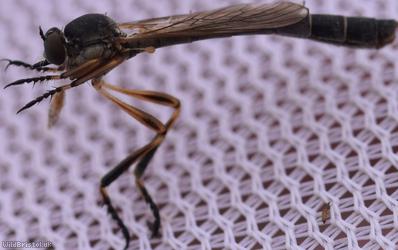 Striped Slender Robberfly
